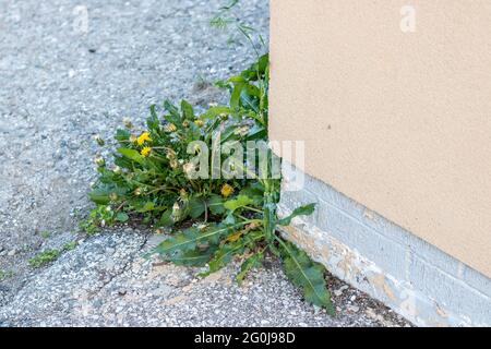 Dandelions and other weeds growing on the edge of the concrete foundation of a building. Corner of a pink or peach colour wall. Stock Photo