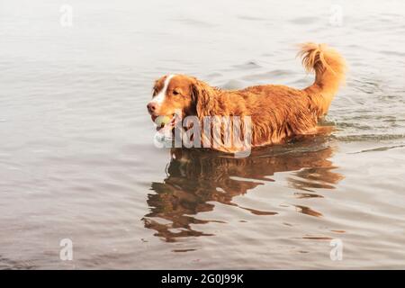 Nova Scotia Duck Tolling Retriever dog wading in lake water with ball in his mouth Stock Photo