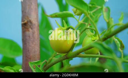 Fresh unripe green tomatoes hanging on the plants in agriculture field. Closeup tomato and vegetables in greenhouse with blurred background. Organic F Stock Photo