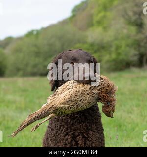 curly coated retriever dog carrying dead pheasant Stock Photo