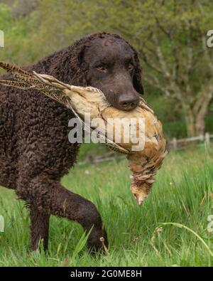 curly coated retriever dog carrying dead pheasant Stock Photo