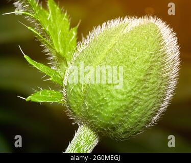 Poppy bud backlit, isolated against blurred background, Papaver rhoeas Stock Photo