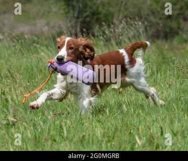 welsh springer spaniel puppy training to be a gundog Stock Photo