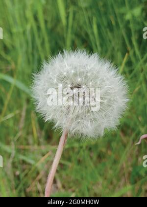 Beautiful white dandelion on green grass background near View on Sunny summer day Stock Vector