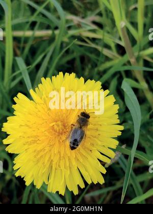 Yellow dandelion. A bee on a dandelion. Close-up. A bee collects pollen on a yellow flower. Macro photo. Green leaves. Green grass. Spring landscape Stock Vector