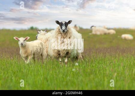 Spring lambs and wooly mother sheep in a beautiful meadow looking at camera face on, Norfolk England Stock Photo