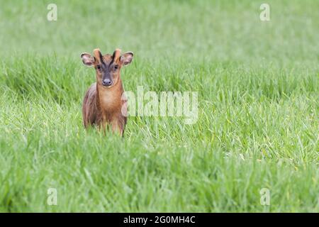Reeves Muntjac deer close up in Norfolk England. Brown wild animal in natural landscape looking at the camera Stock Photo