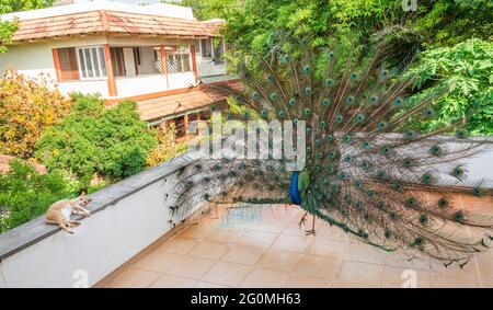 Auroville, India - October 2019: A peacock tries to seduce a small cat. Stock Photo