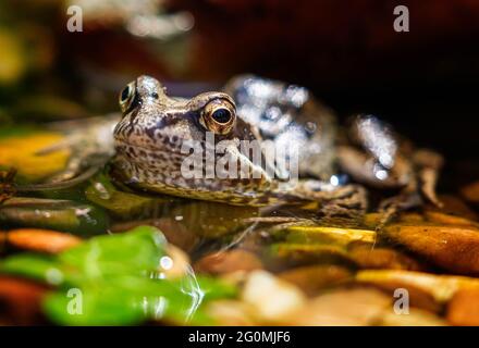 Common frog (Rana temporaria) sunbathing on the edge of a pebbly pond Stock Photo