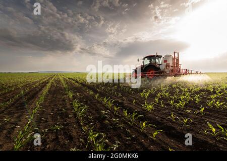 Tractor spraying pesticides on corn field  with sprayer at spring Stock Photo