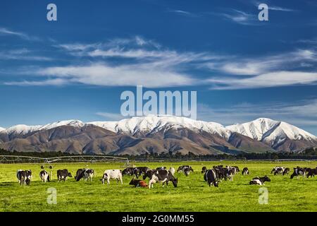 Landscape with snowy mountains and grazing cows, New Zealand Stock Photo