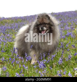 keeshond, keeshonden in bluebell field Stock Photo