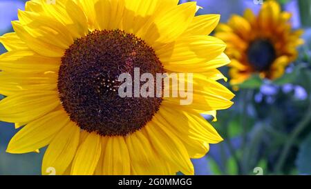 A full frame image of a 'Suntastic Yellow with Black Centre' Dwarf Sunflower with bright yellow petals and chocolate brown centre.  Helianthus Annuus. Stock Photo