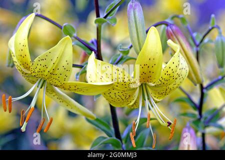 Asiatic Hybrid Lily Lilium Citronella, a yellow pendant lily with freckled recurved petals reminiscent of a 'turk's-cap' another name for this Lily Stock Photo