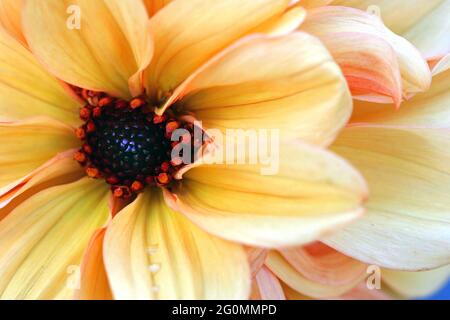 A close up image of a peachy orange Peony-flowering Dahlia showing the open centre of the flower and profusion of large petals, forming two rows