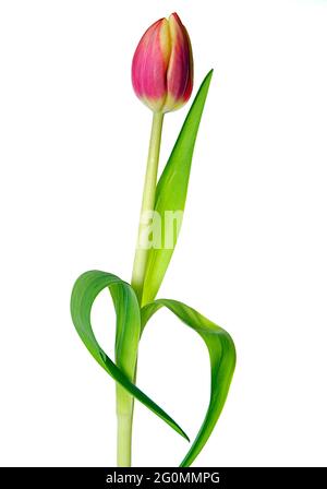 A high-key studio image (white background) of a full-length pink and yellow tulip (closed cup).  Also showing stem and leaves Stock Photo