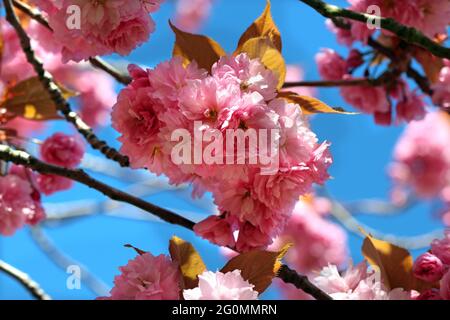 Kanzan cherry blossom topped by bronze foliage seen against bright blue sky.  English garden, April Stock Photo