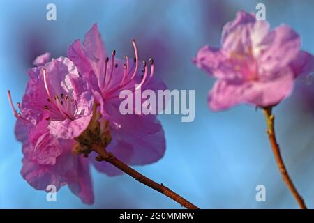 Two pink blooms of the Rhododendron x pulcherrimum.  Photographed in March in an English garden against a blue sky. Stock Photo