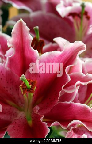 Oriental Lily After Eight. Very large deep pink flowers with white frilly edges and freckled petals which face upwards. Also referred to as Stargazers Stock Photo