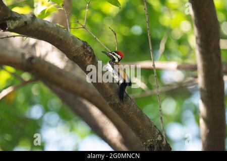 Common Flameback Woodpecker, Dinopium javanense, Topchachi Wildlife Sanctuary, Jharkhand, India Stock Photo