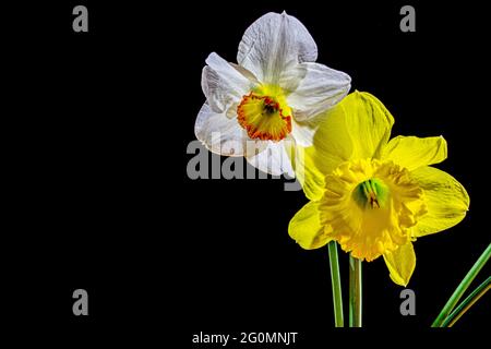 Two daffodils on a black background. Two spring flowers Stock Photo