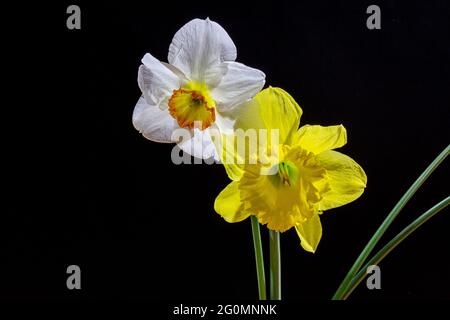 Two daffodils are yellow and white. Two spring flowers on a black background. Stock Photo
