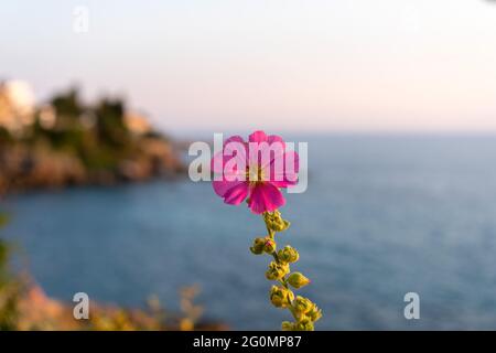 Bright pink flower with sea background out of focus Stock Photo