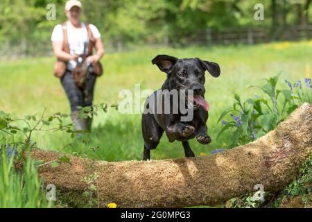 Korthals griffon being trained by gundog trainer Stock Photo