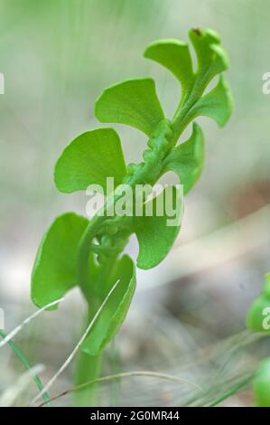 Moonwort is a very rare, small-growing fern Stock Photo