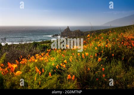 Abundance of orange wildflowers on the coast of Big Sur, California Stock Photo