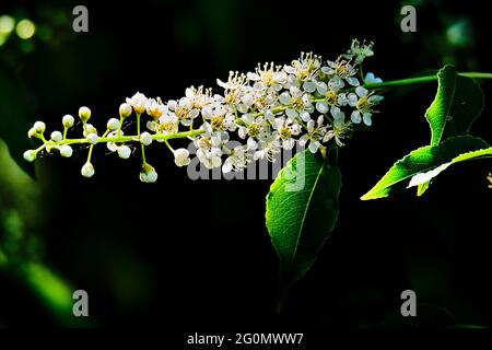 Black cherry tree flower isolated in the morning sunlight Stock Photo