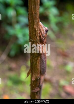 Macro photography of a brown gecko almost camouflaged on a branch. Captured in a garden near the town of Arcabuco, in the central Andes of Colombia. Stock Photo