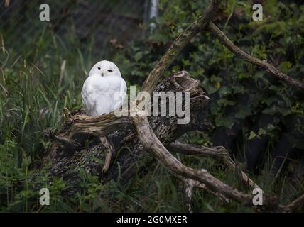 Animal, captivity, zoo Stock Photo