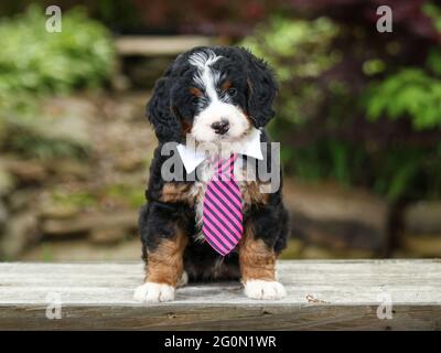 Tri-colored Mini Bernedoodle puppy with tie sitting on bench facing camera Stock Photo