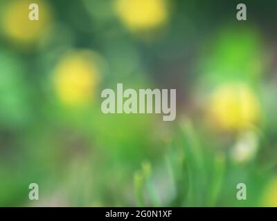 the yellow greater celandine flowers blurred background Stock Photo