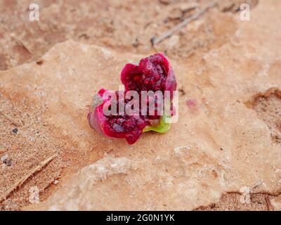 Opuntia fruit or prickly pear edible cactus fruit cut in half with seeds and flesh outside, lying on a yellow rock oudoors near mediterranean sea. Stock Photo