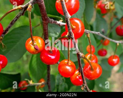 A bunch of unripe red and orange cherries hanging on a branch of a young fruit tree in the garden on a sunny day. Stock Photo