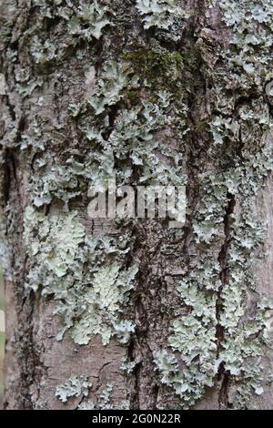 Light Green Lichens on Maple Tree Bark Stock Photo