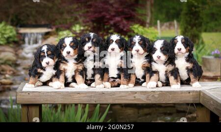 Litter of Tri-colored Mini Bernedoodle puppies sitting in a row on a bench facing camera Stock Photo