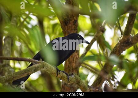 Black Bird on Mango Tree Stock Photo