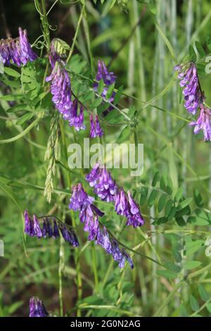 Bright purple flowers of hairy vetch in the rays of sunset on summer ...
