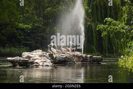 London, United Kingdom. 2nd June 2021. Resident pelicans bask in the sunshine next to the fountain in St James's Park, Central London, on a warm day as temperatures continue to rise. (Credit: Vuk Valcic / Alamy Live News) Stock Photo