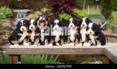 Litter of Tri-colored Mini Bernedoodle puppies sitting in a row on a bench facing camera Stock Photo