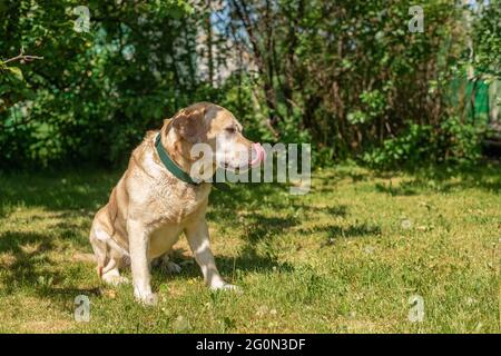 Adorable white labrador retriever sits on the grass ourdoors. sunlight Stock Photo