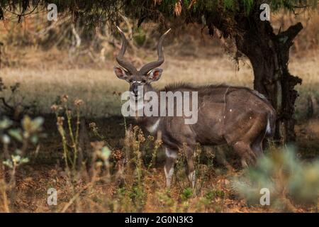 Mountain Nyala - Tragelaphus buxtoni, beautiful large antelope endemic in Bale mountains, Ethiopia. Stock Photo