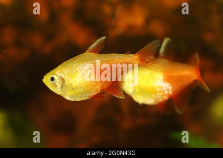 Swarm of Orange Red Flame Tetra Hyphessobrycon flammeus Rio tetra tropical aquarium fish Stock Photo