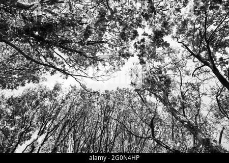 Looking up at treetops in monochrome Stock Photo