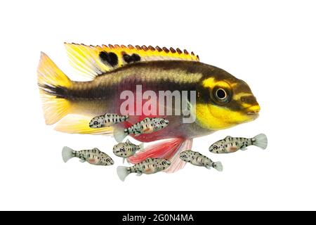 Breed Pulcher kribensis with swarm fry fish cichlid Aquarium fish Pelvicachromis pulcher Stock Photo