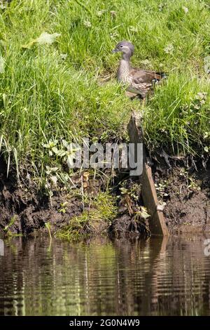 Uk wildlife: Female mandarin duck with chick clambering out of the River Wharfe at Burley-in-Wharfedale Stock Photo