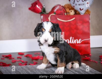 5 week old F1 Mini Bernedoodle puppy sitting on floor in front of a Valentines bag with rose pedals, puppy looking at camera Stock Photo